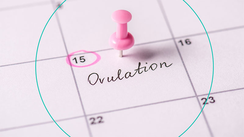 Does Plan B Work During Ovulation